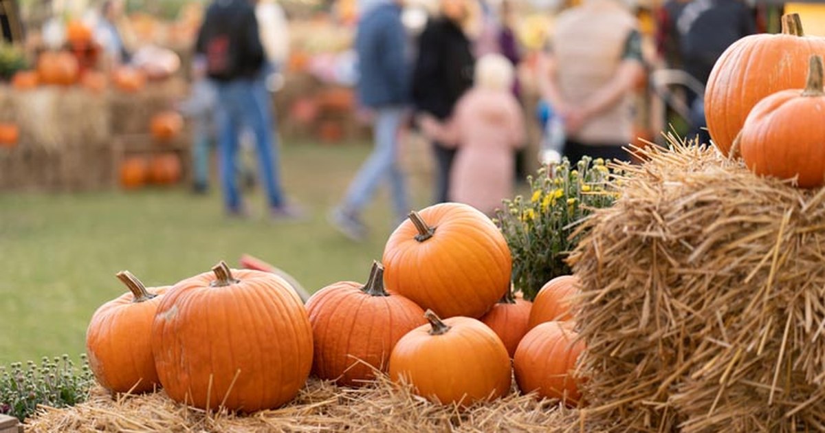 Pumpkins on hay bales at a fall pumpkin patch